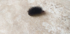 Arctiini