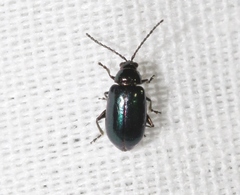 Altica torquata