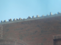 Columba livia