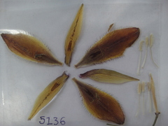 Calochortus hartwegii