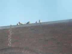 Columba livia