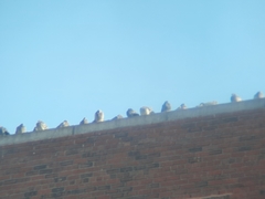 Columba livia