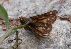 Hesperia metea