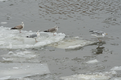 Larus argentatus × cachinnans