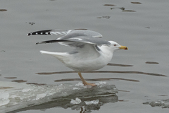 Larus argentatus × cachinnans