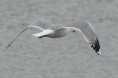 Larus argentatus × cachinnans