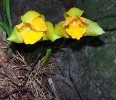 Lycaste consobrina