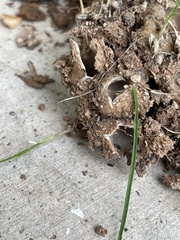 Pezizomycotina