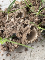 Pezizomycotina