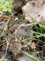 Pezizomycotina