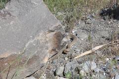 Dolichophis schmidti