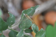 Brachythemis lacustris