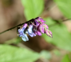 Lathyrus venetus