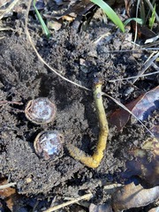 Tolypocladium longisegmentatum