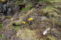 Erythranthe microphylla