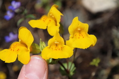 Erythranthe microphylla