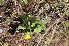 Erythranthe microphylla