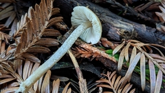 Myochromella boudieri