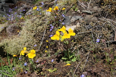 Erythranthe microphylla