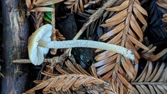 Myochromella boudieri