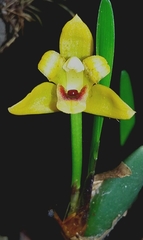 Maxillaria variabilis