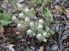 Teucrium gnaphalodes