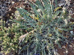 Astragalus incanus incanus