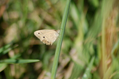 Stegosatyrus periphas