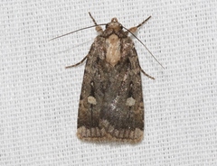 Abagrotis mirabilis