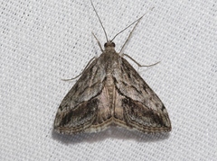 Evergestis subterminalis