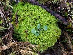 Tortella flavovirens