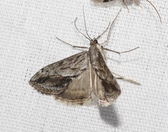 Evergestis subterminalis