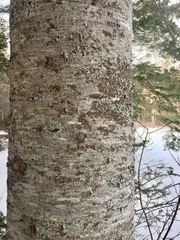 Abies balsamea image