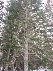 Abies balsamea image