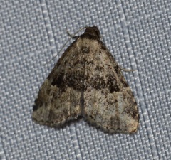 Dyspyralis illocata