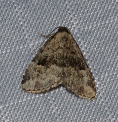 Dyspyralis illocata