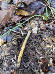 Tolypocladium longisegmentatum