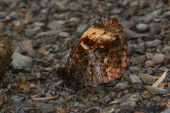 Panyapedaliodes phila