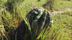 Echinopsis rhodotricha