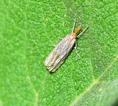 Thisanotia chrysonuchella