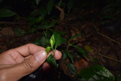 Ruellia solitaria