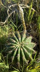 Echinopsis rhodotricha