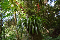 Vriesea psittacina