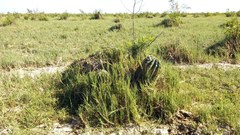 Echinopsis rhodotricha