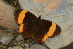 Panyapedaliodes phila