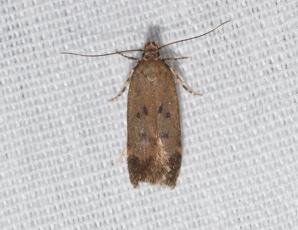 Aroga eriogonella