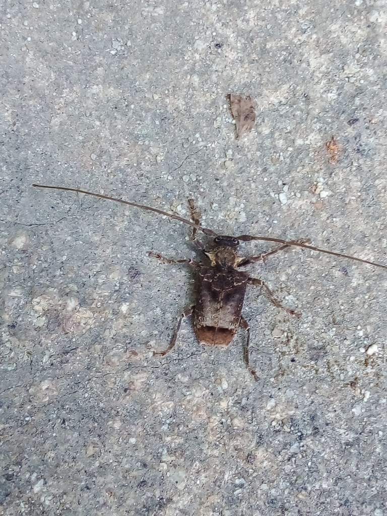 Polyrhaphis spinipennis