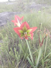 Hippeastrum glaucescens