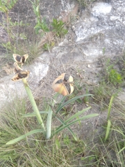 Hippeastrum glaucescens