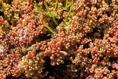 Sedum mucizonia